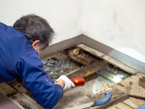 Best Commercial Mold Removal  in Bassett, VA