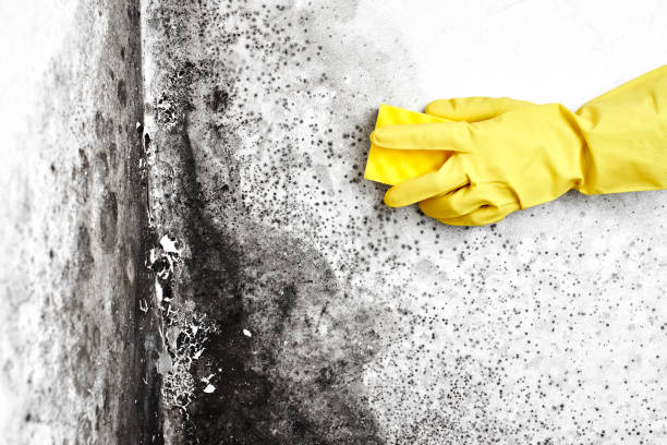 Certified Mold Removal in Bassett, VA