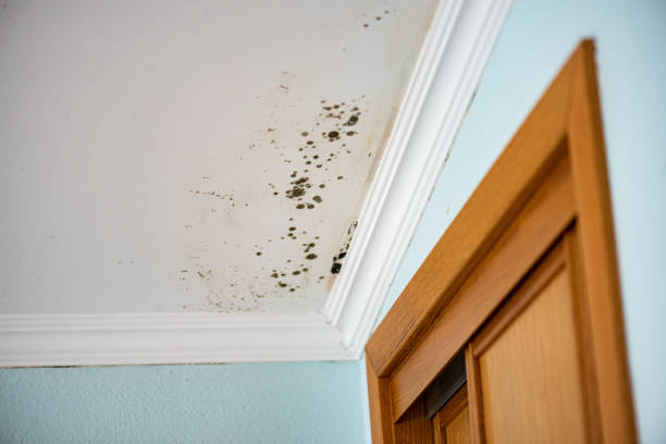 Best Mold Removal Company Near Me  in Bassett, VA