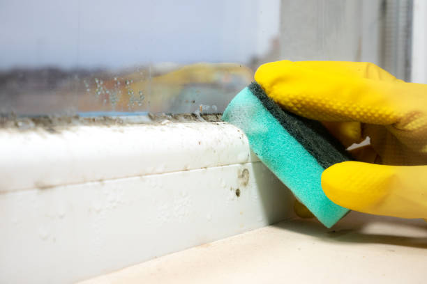 Best Mold Damage Repair  in Bassett, VA