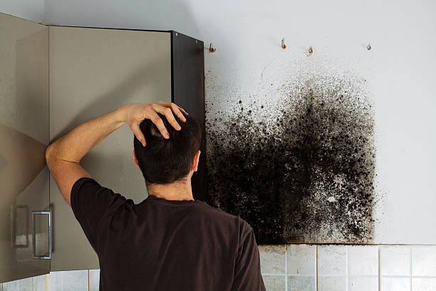 Best Fast Mold Removal  in Bassett, VA